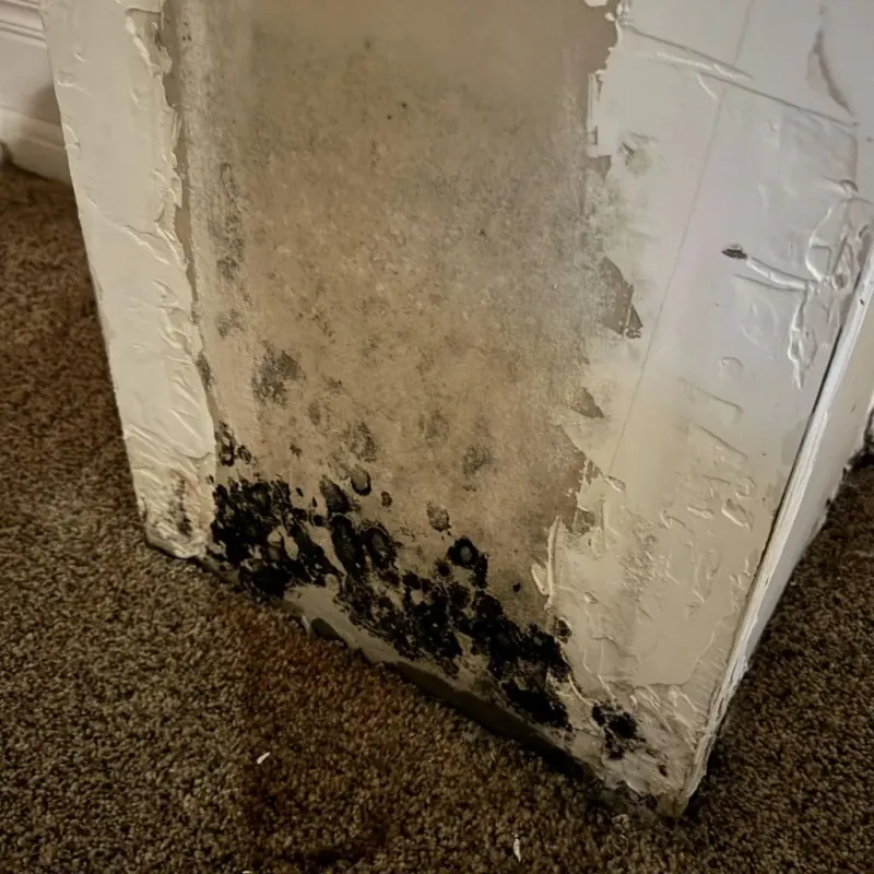 Professional Mold Removal in Tillman County, OK